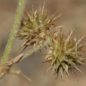 Photographie n°239205 du taxon Medicago minima var. minima