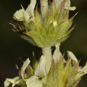 Photographie n°239216 du taxon Sideritis fruticulosa Pourr. [1788]