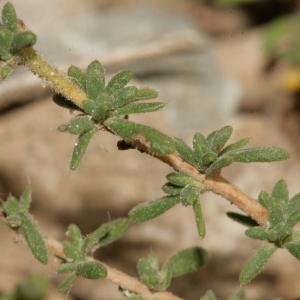 Photographie n°239220 du taxon Fumana thymifolia (L.) Spach ex Webb [1838]