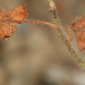 Photographie n°239221 du taxon Fumana thymifolia (L.) Spach ex Webb [1838]