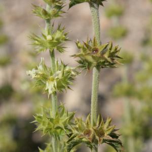 Photographie n°239230 du taxon Sideritis fruticulosa Pourr. [1788]