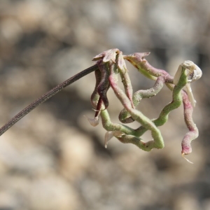Photographie n°239233 du taxon Hippocrepis scorpioides Benth. [1826]