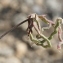  Errol Vela - Hippocrepis scorpioides Benth. [1826]