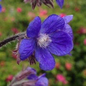 Photographie n°239252 du taxon Anchusa italica Retz. [1779]