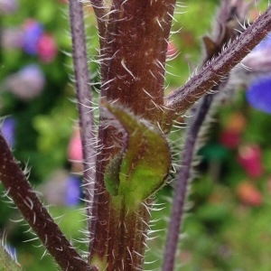 Photographie n°239254 du taxon Anchusa italica Retz. [1779]