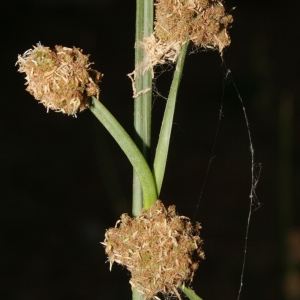 Photographie n°239277 du taxon Scirpoides romana (L.) Soják [1972]