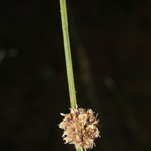 Scirpoides holoschoenus subsp. romanus (L.) auct. (Scirpe de Rome)