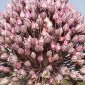 Photographie n°239291 du taxon Allium polyanthum Schult. & Schult.f. [1830]