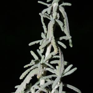 Photographie n°239299 du taxon Teucrium polium subsp. dunense (Sennen) Sennen [1926]