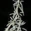  Errol Vela - Teucrium polium subsp. dunense (Sennen) Sennen [1926]