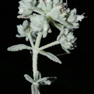 Photographie n°239301 du taxon Teucrium polium subsp. dunense (Sennen) Sennen [1926]