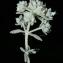  Errol Vela - Teucrium polium subsp. dunense (Sennen) Sennen [1926]