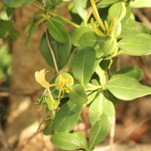 Photographie n°239303 du taxon Lonicera periclymenum L. [1753]