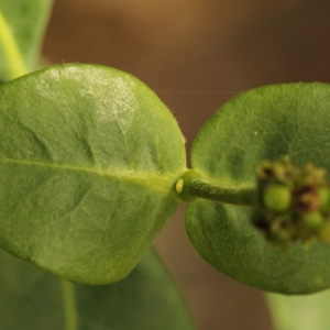 Photographie n°239306 du taxon Lonicera periclymenum L. [1753]