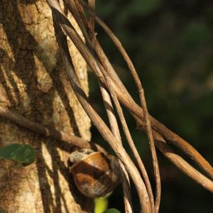 Photographie n°239307 du taxon Lonicera periclymenum L. [1753]