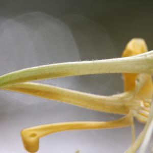 Photographie n°239308 du taxon Lonicera periclymenum L. [1753]