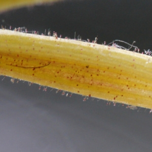 Photographie n°239309 du taxon Lonicera periclymenum L. [1753]