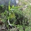   - Fritillaria involucrata All. [1789]