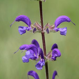  - Salvia pratensis L. [1753]