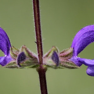  - Salvia pratensis L. [1753]