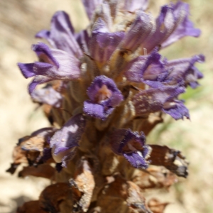 Phelipanche arenaria (Borkh.) Pomel (Orobanche des sables)