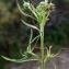  Liliane Roubaudi - Plantago arenaria Waldst. & Kit. [1802]