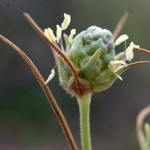 Psyllium scabrum (Moench) Holub (Plantain des sables)