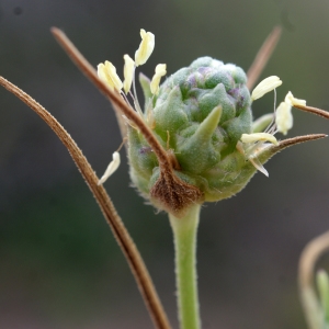 Plantago scabra Moench (Plantain des sables)