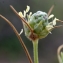  Liliane Roubaudi - Plantago arenaria Waldst. & Kit. [1802]