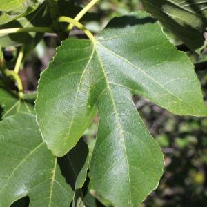 Photographie n°239356 du taxon Ficus carica L. [1753]