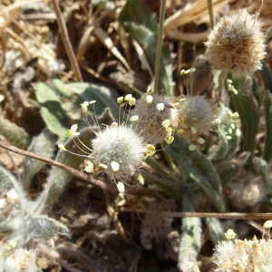 Photographie n°239361 du taxon Plantago lagopus L. [1753]