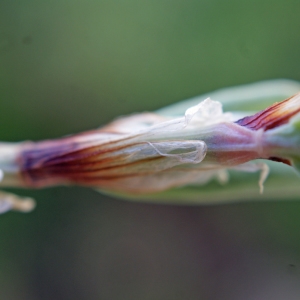 Polygonum littorale Loret & Barrandon (Renouée maritime)