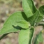  Liliane Roubaudi - Solanum chenopodioides Lam. [1794]