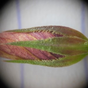 Photographie n°239404 du taxon Linum tenuifolium L.