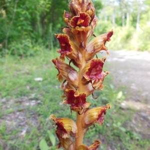 Photographie n°239409 du taxon Orobanche gracilis Sm.