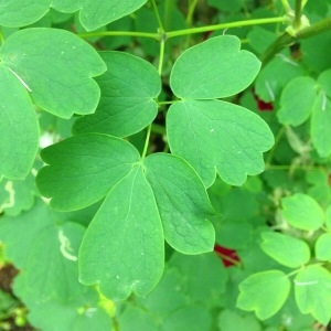 Photographie n°239430 du taxon Thalictrum aquilegiifolium L. [1753]