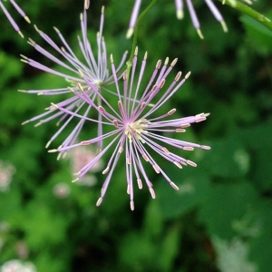 Hervé GOËAU, le 29 mai 2014 (Giverny)