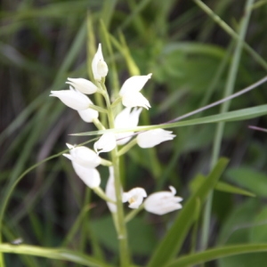 Photographie n°239439 du taxon Cephalanthera longifolia (L.) Fritsch [1888]