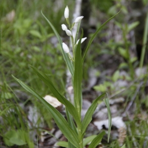 Photographie n°239440 du taxon Cephalanthera longifolia (L.) Fritsch [1888]