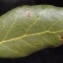  Liliane Roubaudi - Quercus suber L. [1753]