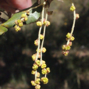 Photographie n°239469 du taxon Quercus suber L. [1753]