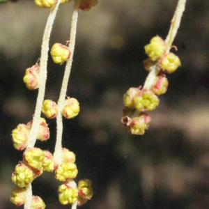 Quercus bivoniana Guss. (Chêne-liège)