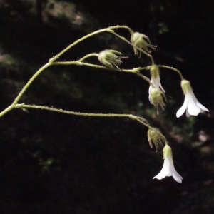 Photographie n°239481 du taxon Saxifraga granulata L. [1753]