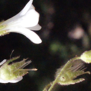 Photographie n°239482 du taxon Saxifraga granulata L. [1753]