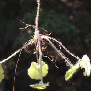 Photographie n°239485 du taxon Saxifraga granulata L. [1753]