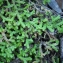  Liliane Roubaudi - Selaginella denticulata (L.) Spring [1838]