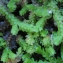  Liliane Roubaudi - Selaginella denticulata (L.) Spring [1838]