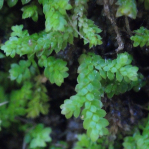 Selaginella denticulata (L.) Spring (Sélaginelle denticulée)