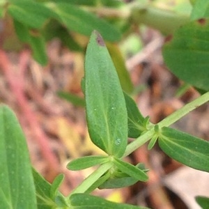 Photographie n°239521 du taxon Hypericum perforatum L. [1753]