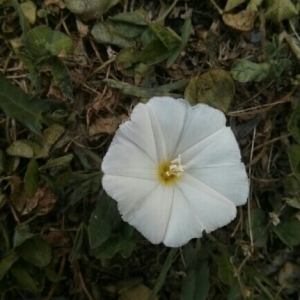 Photographie n°239523 du taxon Calystegia sepium (L.) R.Br. [1810]